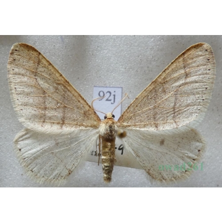 Agriopis marginaria (Fabricius, 1776) male Zimowek obrzeżek Czech92j